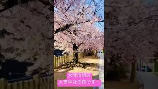 大阪市旭区、大宮神社の桜。