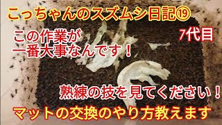 こっちゃんのスズムシ日記⑲「マット交換のやり方教えます！」こっちゃんの生き物係