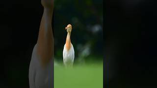 🅾️Ⓜ️G look at d beautiful bird white heron ( bagula) #birds #nature #wildlife #trending #shorts