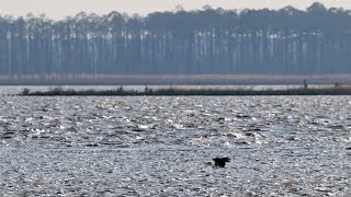 Eagle Swimming with Large Fish at Blackwater NWR