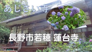 【あじさい寺】長野市若穂 蓮台寺 あじさい寺 紫陽花の名所 2300株のアジサイ