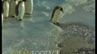 Emperor Penguin leads the pack with a faceplant