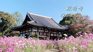 【奈良】般若寺(コスモス寺)｜Nara, Japan