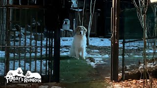 犬舎に入るのを警戒するもオヤツにつられてしまったベルです　Great Pyrenees　グレートピレニーズ