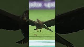 What a view of eagle in cricket stadium #shorts #eagles #cricket #ipl