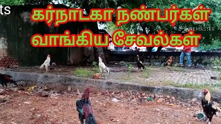 Biggest Hen Market in Salem .கொங்கணாபுரம் சேவல் சந்தை