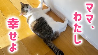 4歳になったよ‼︎ 昔はシャーシャーだった保護猫の今✨