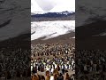 how penguins hunt like ninjas