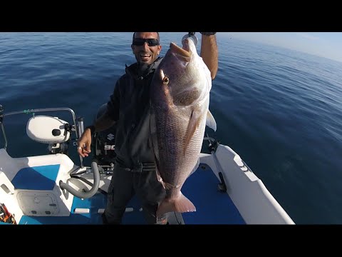 Big Dentice A Traina Con Il Calamaro Vivo Pesca Ladispoli