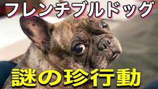 【元保護犬フレブル】謎の珍行動！意思疎通が上手くいかない…フレブルの変わった行動が面白すぎる！