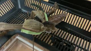 163　イチモンジセセリを捕まえてきた。カマキリ に食べさせる。