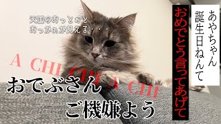 りり様2月のTikTokまとめ！ 金沢弁をしゃべる猫 ノルウェージャンフォレストキャット