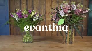 Evanthia | Matthiola StoX®