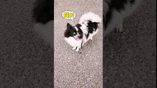 아이고 저거 봐라 18분째 저러고 흔들고 있다!? 😆 #shorts#웃긴영상#funnydog#funny#cute#말티푸#귀여운강아지