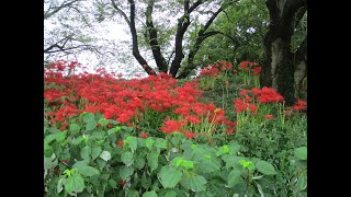 『さくら堤公園（吉見町）』公園の全域で見頃を迎える彼岸花Ｐａｒｔ２