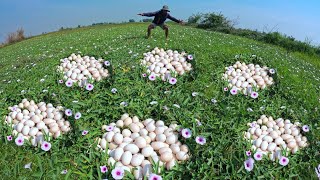 Top amazing! Skilled farmer picks many duck eggs in the rice fields near the village