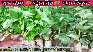 কম দামে স্ট্রবেরির চারা কোথায় পাবেন? || Strawberry || Farming || Strawberry plant