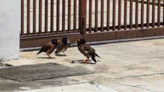 Common Myna bird \