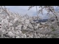 桜満開 cherry trees in full bloom