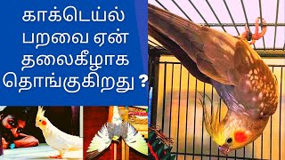 காக்டெய்ல் பறவை ஏன் தலைகீழாக தொங்குகிறது ? | WHY DOES A COCKATIEL BIRD HANG UPSIDE DOWN ? | தமிழில்