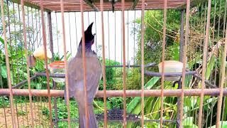 Red whiskered bulbul female