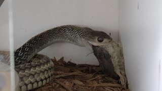 Reptile Reality Ep.10 Specialty Feeding