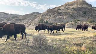 Theodore Roosevelt National Park