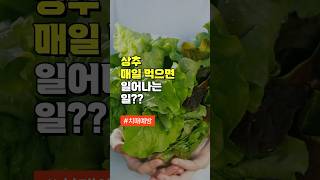 상추 매일 먹으면 일어나는 일 - 상추 건강하게 먹는 3가지 방법 - 50대 중년 이후 건강 관리 방법 3가지 - 건강천재 지니의 건강정보 #건강  #이슈