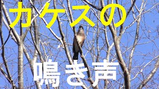 物まね上手よく鳴くカケス,！！　4K