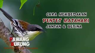 Playtube Pk Ultimate Video Sharing Website