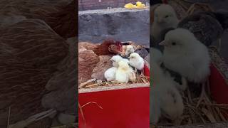 Hen harvesting cute baby chicken