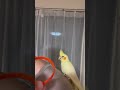 怒り方💢が怖い💦 オカメインコ かわいい