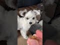 くりくりうるうるのチワワのお目目でおねだりされると根負けします🥺 かわいい犬 おもしろい犬 いぬ 犬 shorts おやつ おねだり ちわわ