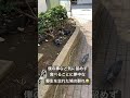 人に慣れすぎた鳩の群れ😅