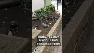 人に慣れすぎた鳩の群れ😅