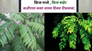 कडीपत्ता कसा जास्त दिवस टिकवावा | How to store curry leaves for long | kitchen Tips in Marathi