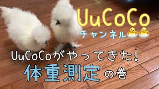 UuCoCoチャンネル🐣🐣体重測定の巻