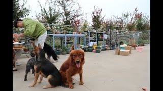 【11/01/2021】A farmhouse fan mailed 100 pounds of chicken breast - a feast for furry kids