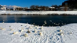 2021年01月08日 八戸市・新井田川の白鳥