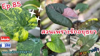 Ep.85สวนเพาะรักอยุธยา แอดไลน์0909948701 @gardenbypor1318  #ไม้มงคล #plants #สวน #ไม้ด่างมาแรง