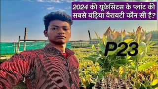 2024 की यूकेलिप्टस के प्लांट की सबसे बढ़िया वैरायटी कौन सी है जानिए 👨‍🌾