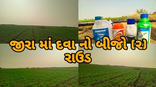 જીરા માં મહી અને સફેદ જીવાત . દવા નો બીજો રાઉડ 45 દિવસ નું જીરું