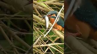 カワセミの求愛給餌と鳴き声、捕食。魚が丸呑みにされる Kingfisher / Alcedo atthis