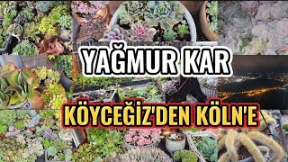 ÇİÇEKLERİMİ NASIL BULDUM? #deutschland #türkiye #succulent #gezi#kar#antika #garden #keşfet #vlog