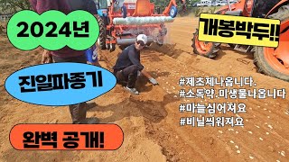 [마늘명가 TV]2024.09.10 마늘명가 벌써 기계파종하나요?#진일파종기#서산마늘#동성비닐