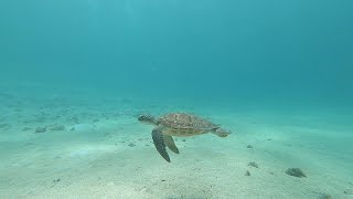 Diving in Le Morne, Mauritius Island - La plongée sous-marine au Morne, île Maurice