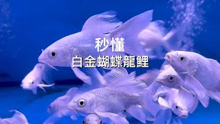 秒懂白金蝴蝶龍鯉 Platinum Butterfly Dragon Carp Koi