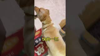 看这速度就知道她并不胖#拉布拉多 #狗狗