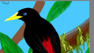 Red rumped Cacique 붉은꼬리덮깃카시크 그리기