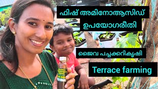 ജൈവ പച്ചക്കറി കൃഷി #terrace farming #ഫിഷ് അമിനോആസിഡ് ഉപയോഗരീതി #enjoy each and every moment